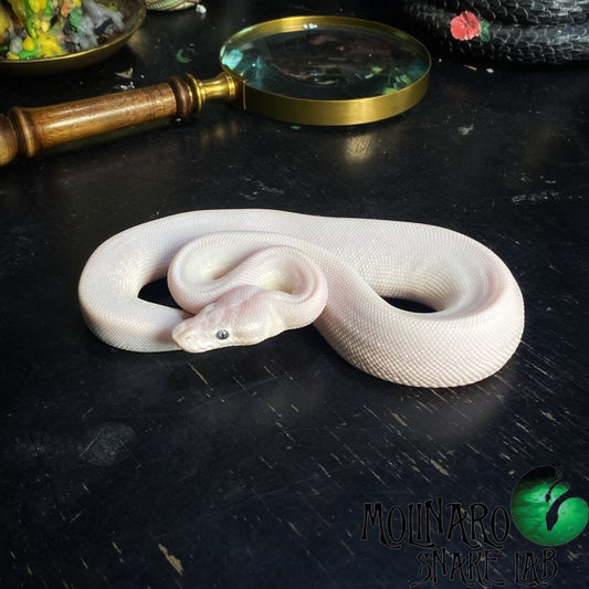 Blue Eyed Lucy (Super Mojave) Ball Python Male