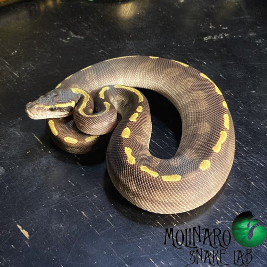 GHI Mojave Ball Python Male