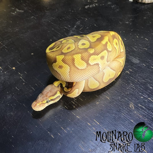 Enchi Mojave Ball Python Female