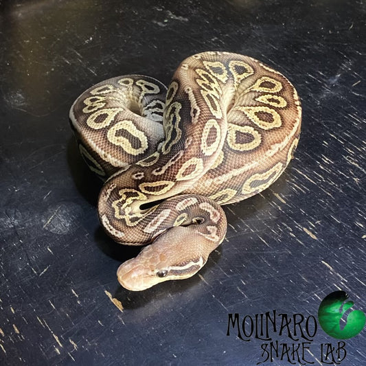 Black Pewter Mojave Ball Python Male