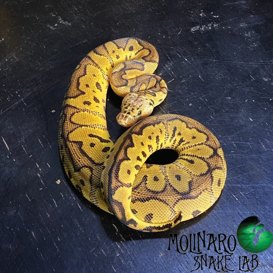 Pastel Clown Ball Python Male