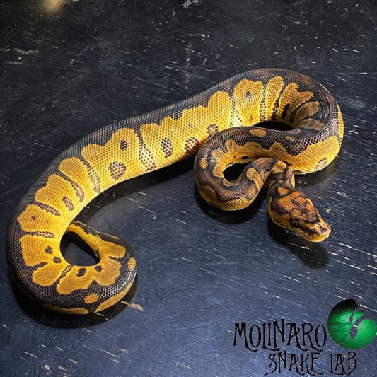 Clown Ball Python Male