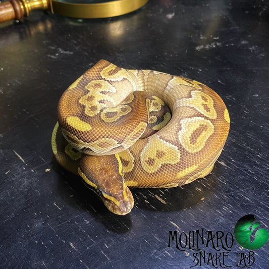 Black Pastave Ball Python Male