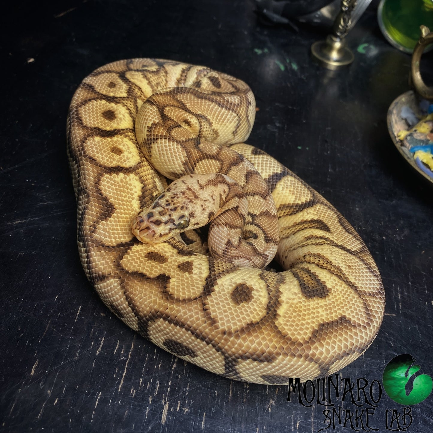 Pastel Spotnose Red Stripe Clown Ball Python Male