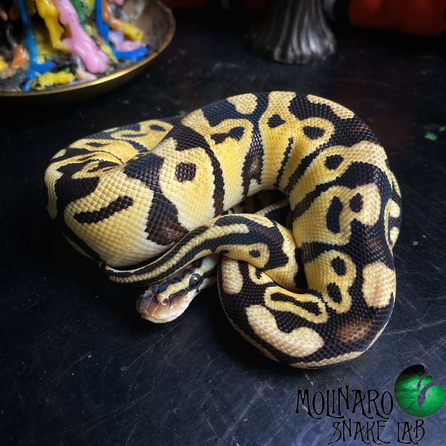 Pastel Mahogany Ball Python Female
