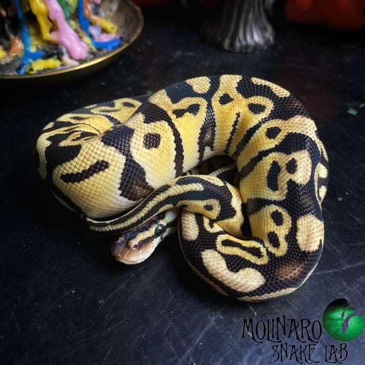Pastel Mahogany Ball Python Female