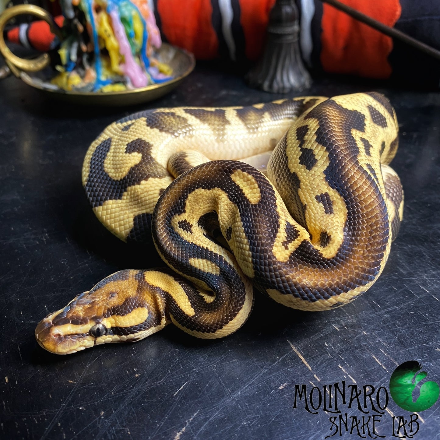 Leopard Redstripe Het Clown (Possibly Het Pied & Albino) Ball Python Male