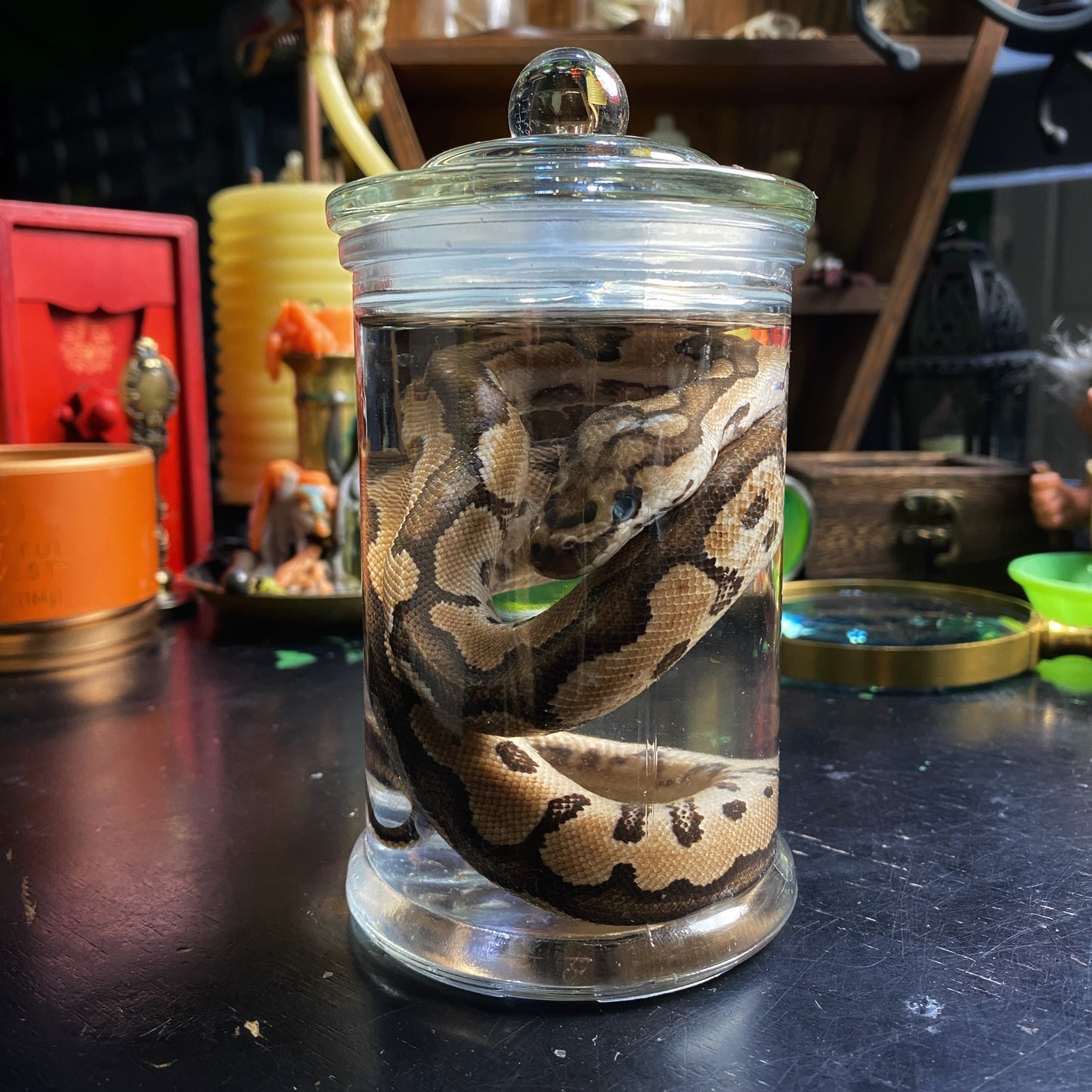 Wet Specimen 3
