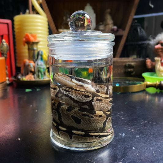 Wet Specimen 4