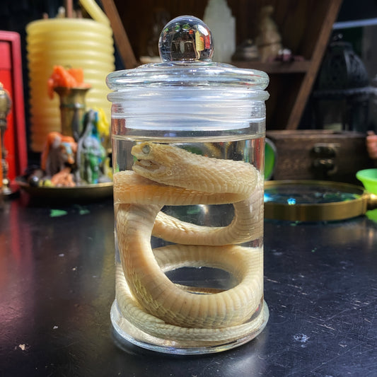 Wet Specimen 5