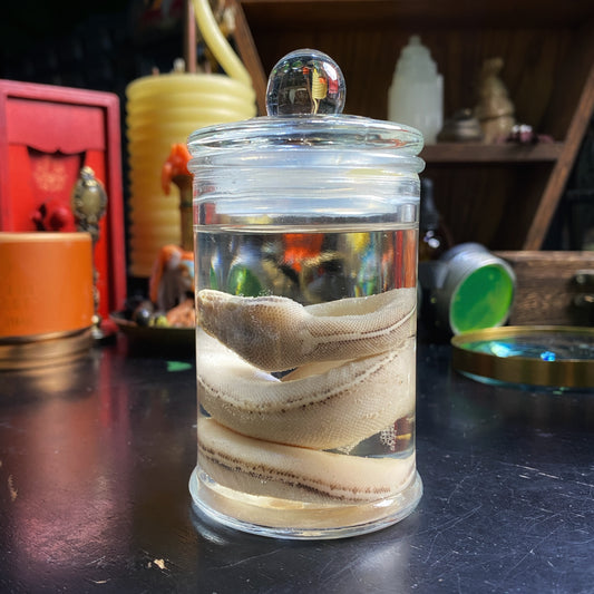 Wet Specimen 6