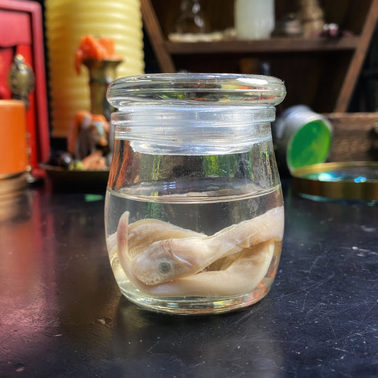 Wet Specimen 7