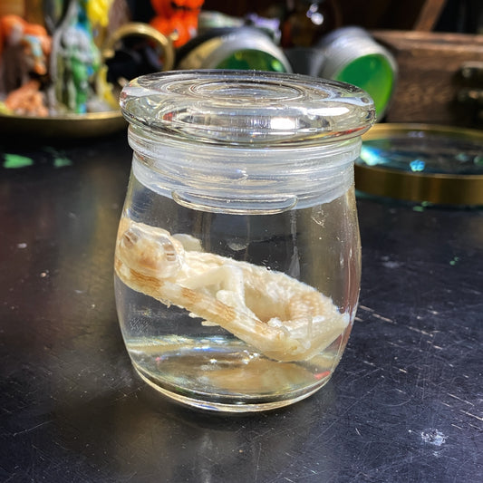 Wet Specimen 8