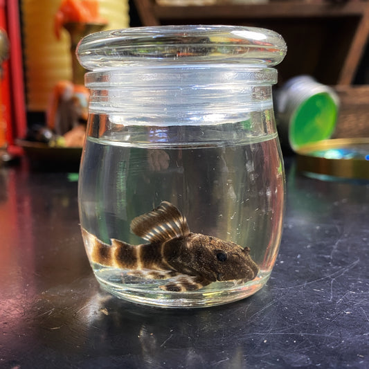Wet Specimen 9
