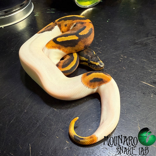 Pied Ball Python Male