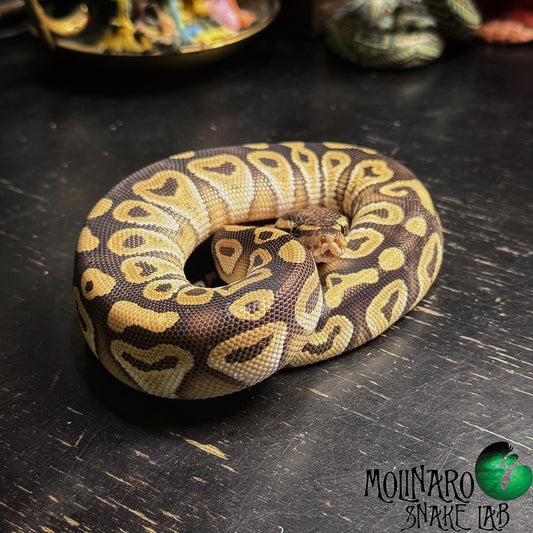 Mojave Ball Python Male