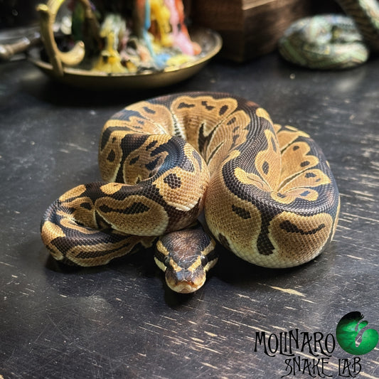 Classic Ball Python Male