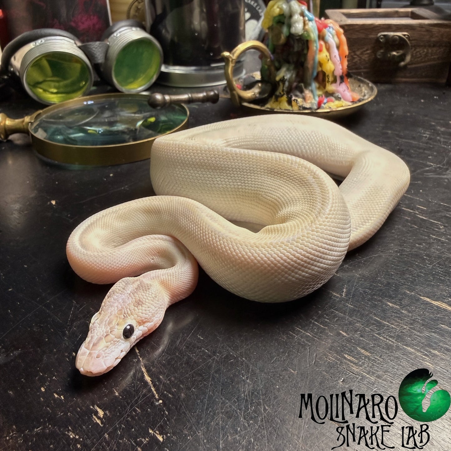 Ivory (Super Yellowbelly) possible Fire, Enchi, and GHI Ball Python Female