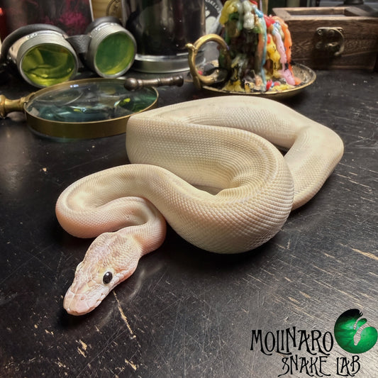 Ivory (Super Yellowbelly) possible Fire, Enchi, and GHI Ball Python Female