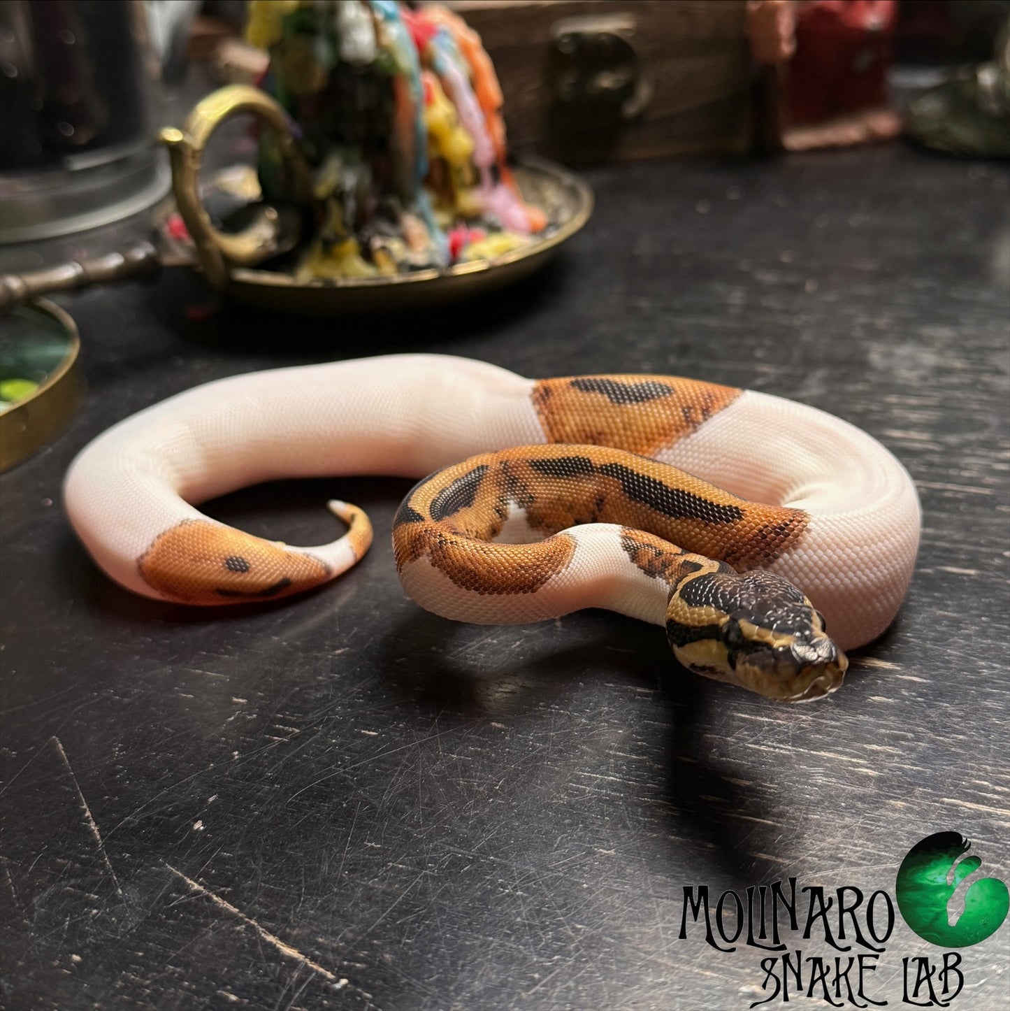 Orange Dream Yellowbelly Pied Ball Python Female