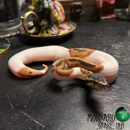 Orange Dream Yellowbelly Pied Ball Python Female