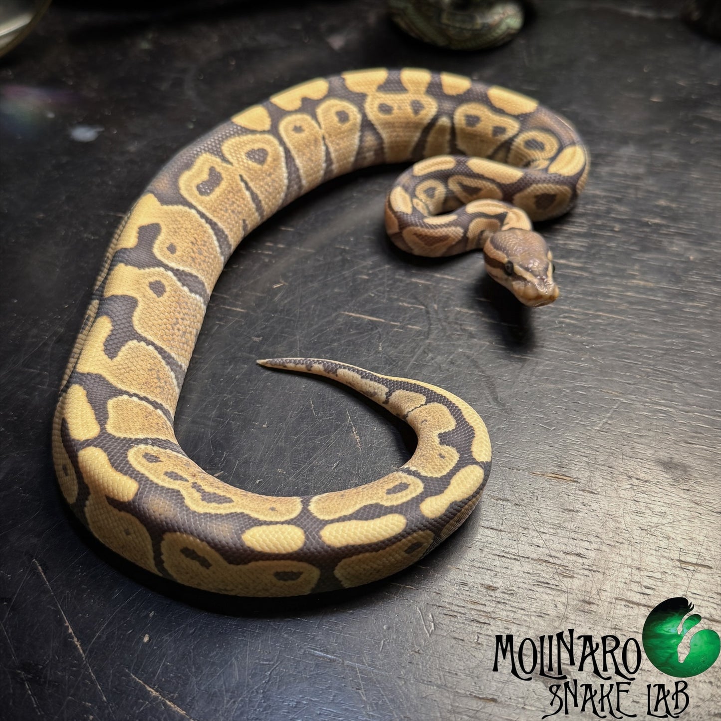 Hypo 100% Het Desert Ghost Ball Python Male