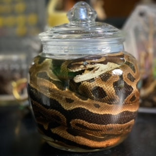 Ball Python Wet Specimen