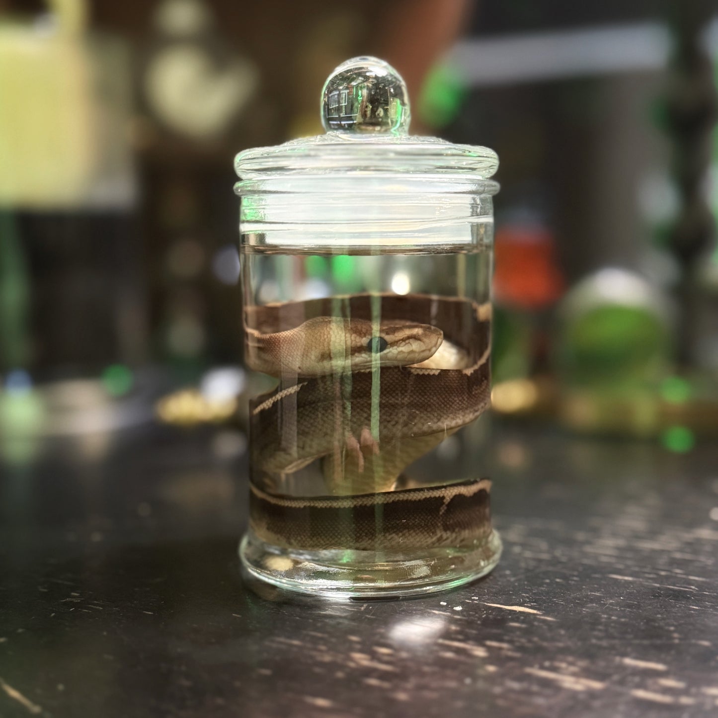 Ball Python Wet Specimen 2