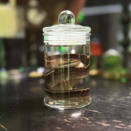 Ball Python Wet Specimen 2