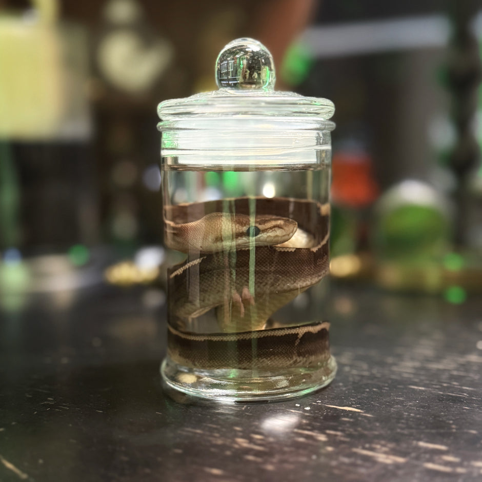 Oddities – The Molinaro Snake Lab