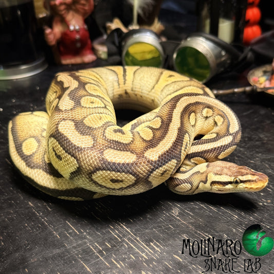 Super Pastel Double Het Pied Clown Ball Python Male