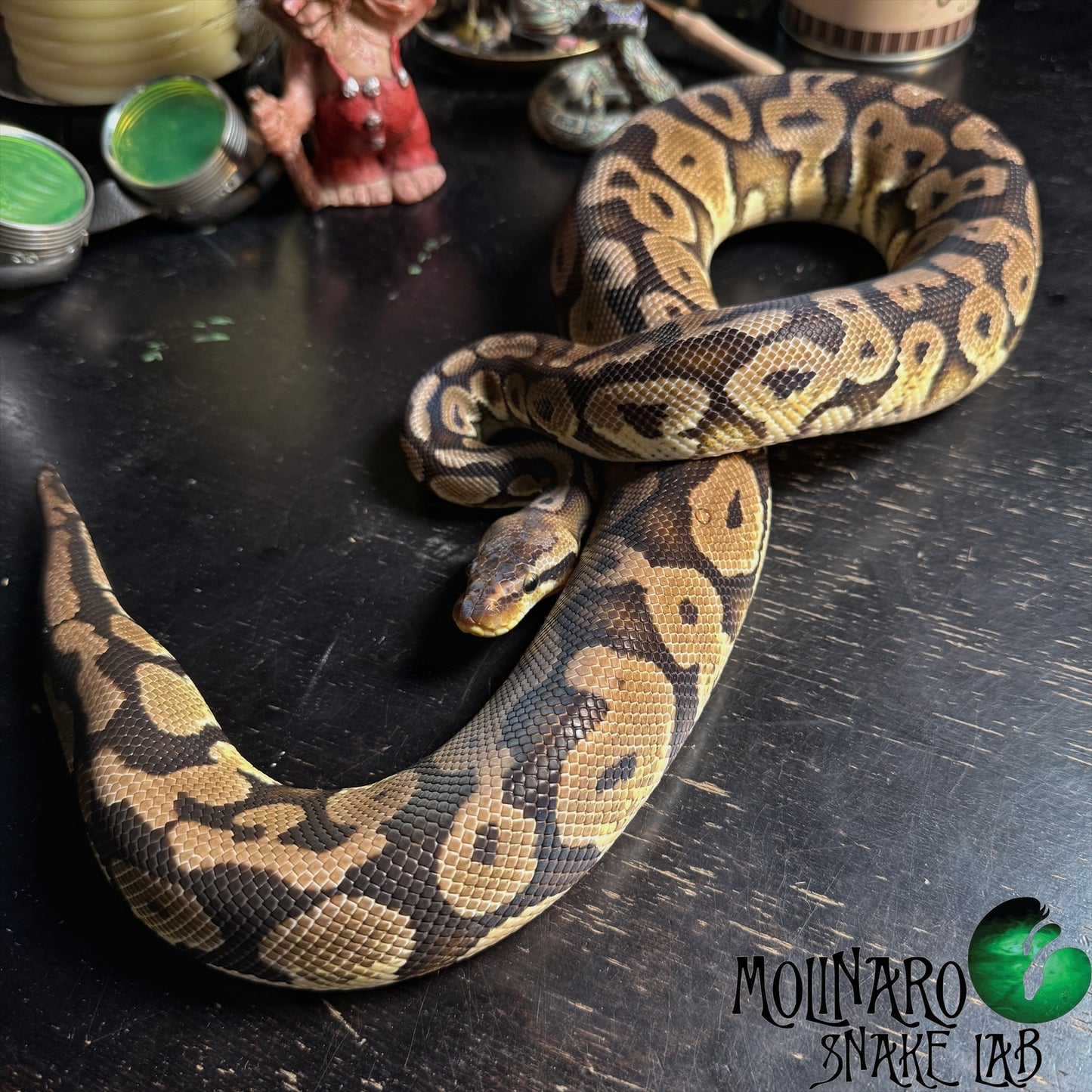 Pastel Mahogany Ball Python Male
