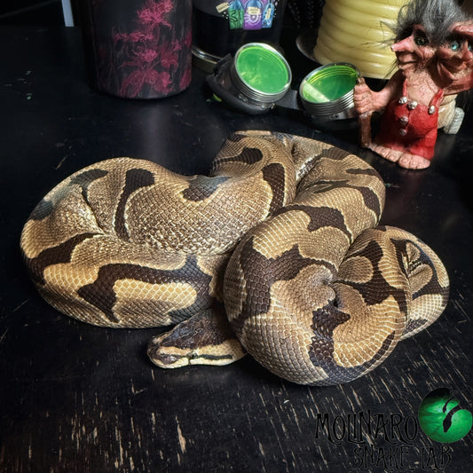 Enchi 100% Het Clown Ball Python Female