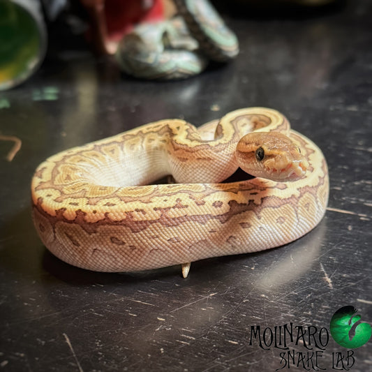 King Pin (Lesser Pin Stripe) Ball Python Female