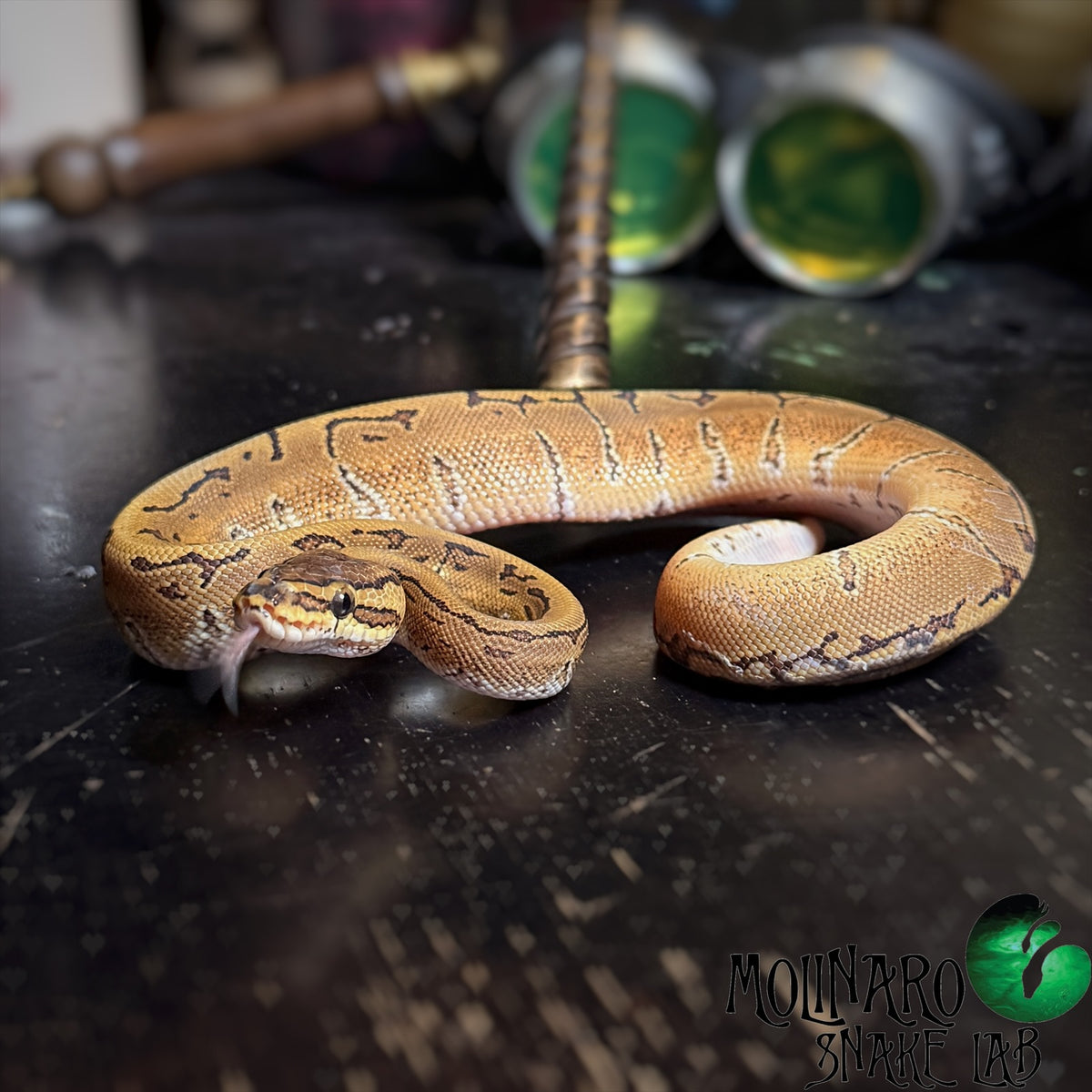 Pinstripe Ball Python Male