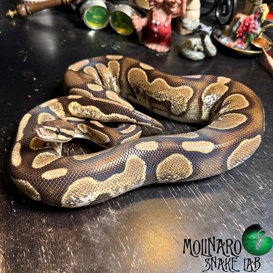 Calico Het G Stripe Ball Python Female