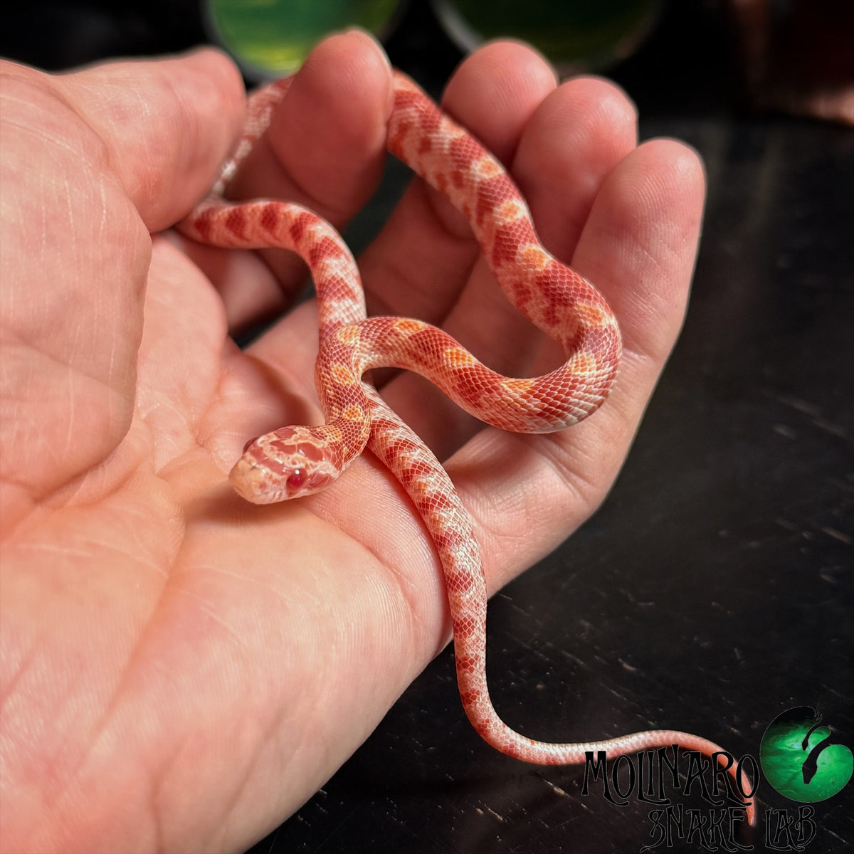 Albino Corn Snake