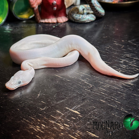 Lesser Mojave Blue Eyed Lucy Ball Python Female