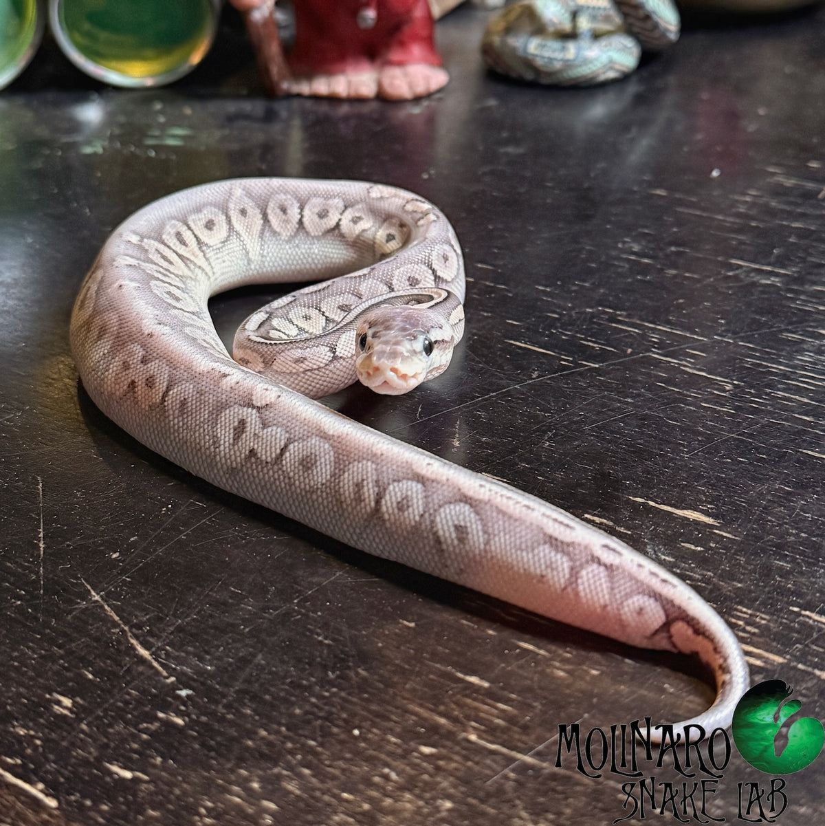 Sterling Ball Python Female
