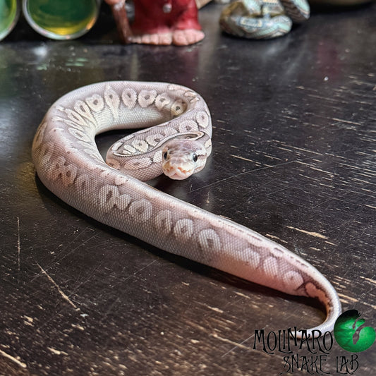 Sterling Ball Python Female
