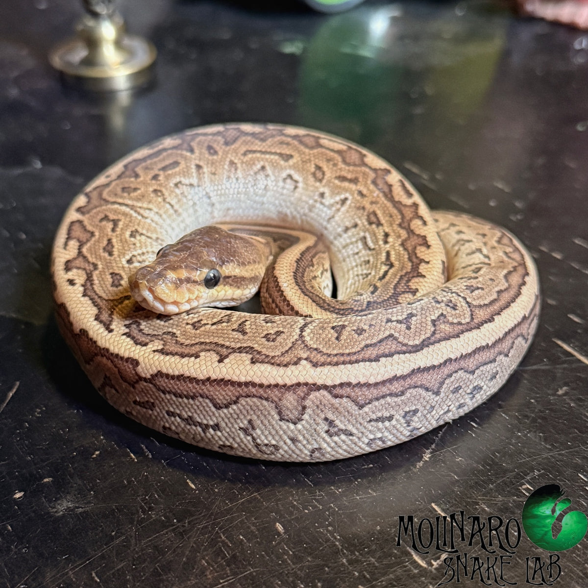 Mojave Pinstripe Ball Python Male
