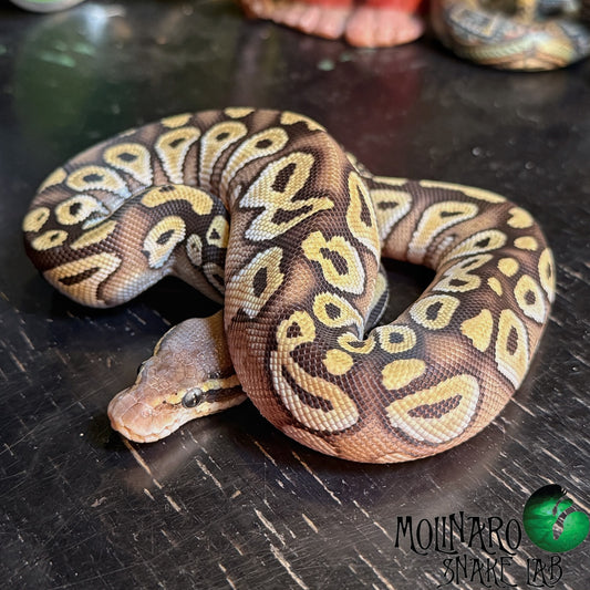 Mojave Ball Python Female