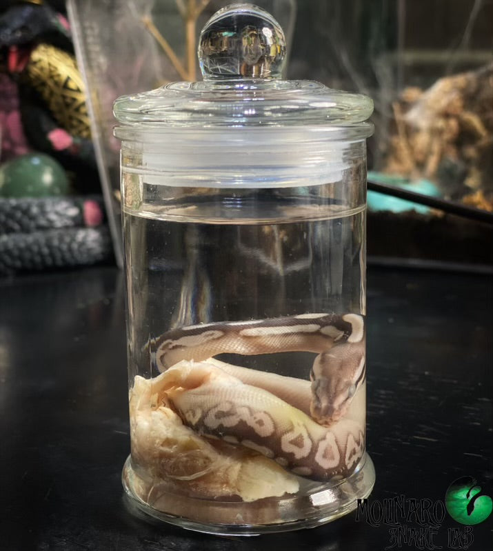 Rare Ball Python Hatchling Wet Specimen (Yolk Sack Still Attached)